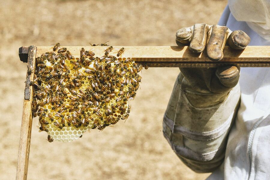 Apicultor sosteniendo un marco de panal con abejas (imagen de referencia)