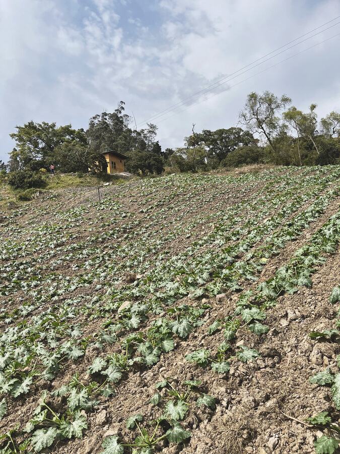Ladera cultivada en la vereda Barro Negro